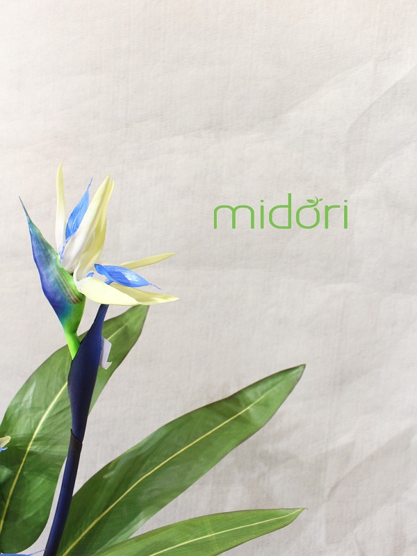 Midori