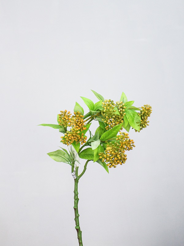 Midori