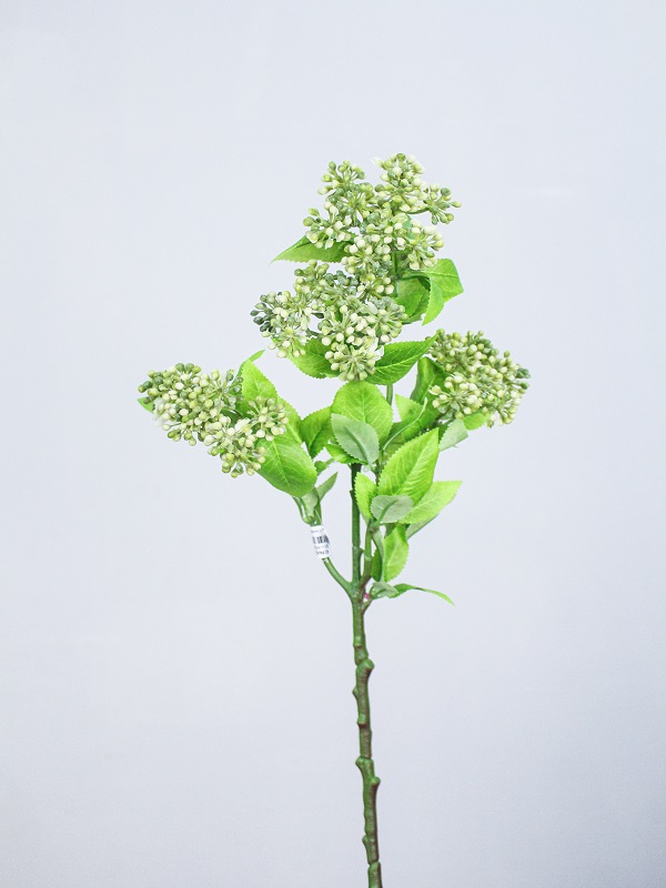 Midori