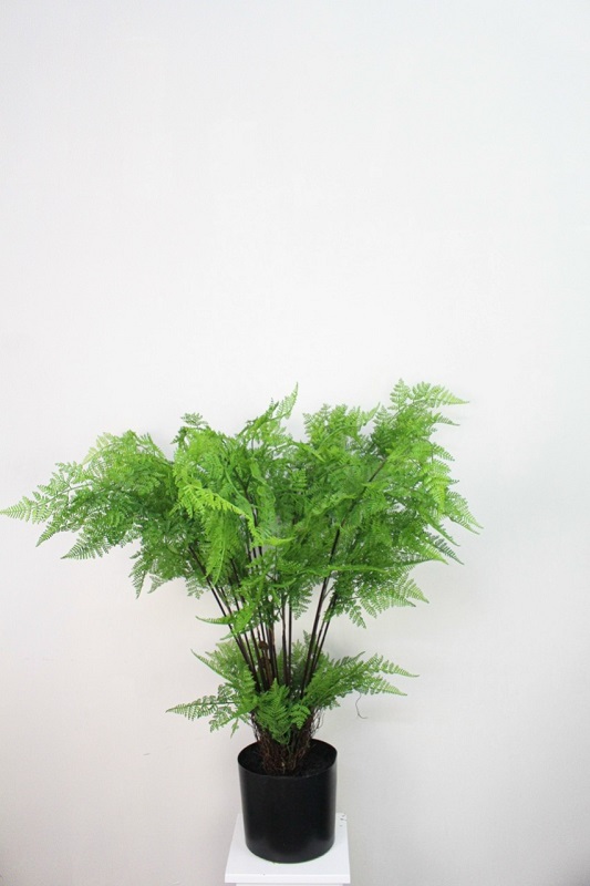 Midori