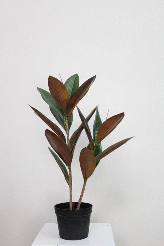 Midori
