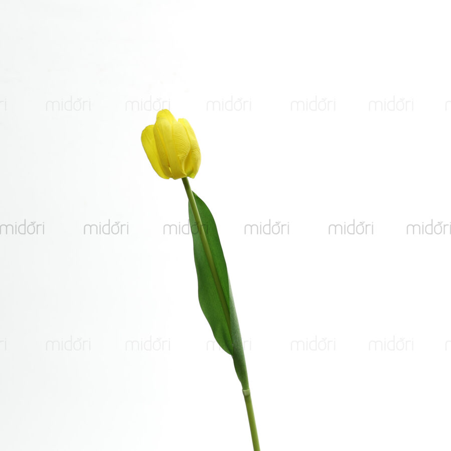 Tulip 1 bông Xin - Hình ảnh 4