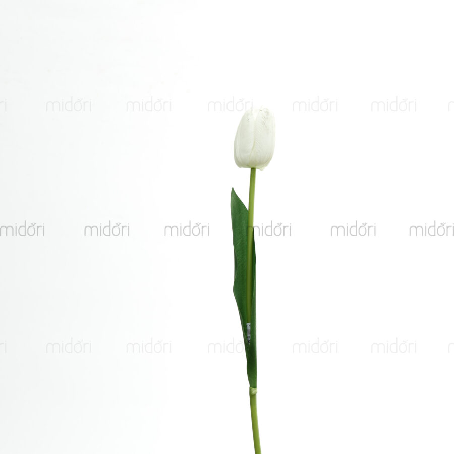 Tulip 1 bông Xin - Hình ảnh 3