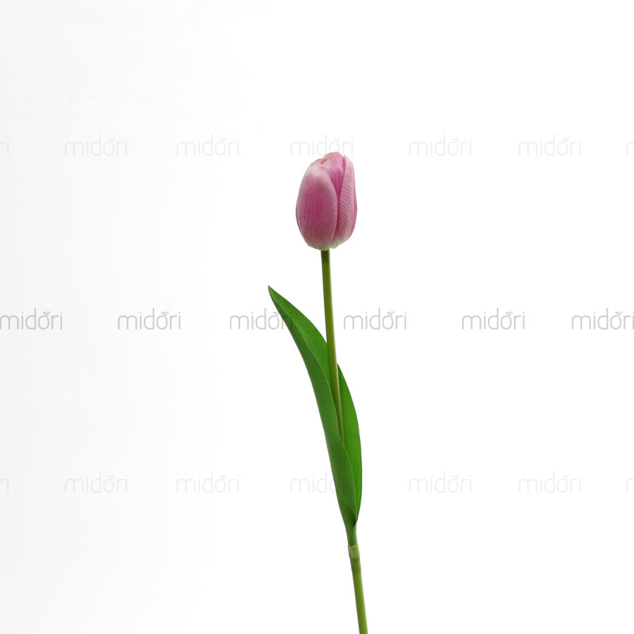 Tulip 1 bông Xin - Hình ảnh 5