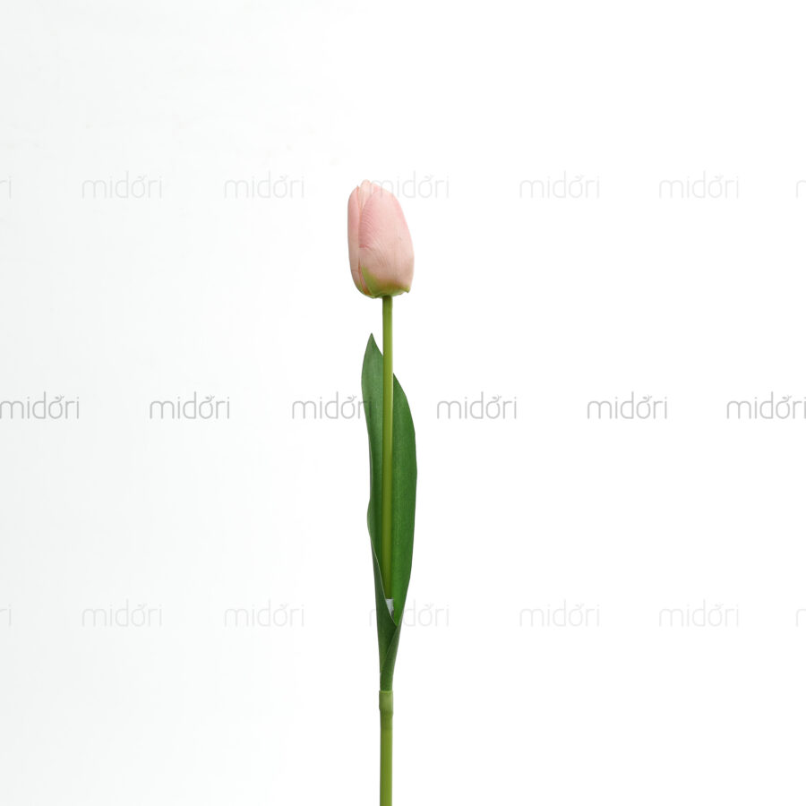 Tulip 1 bông Xin - Hình ảnh 6