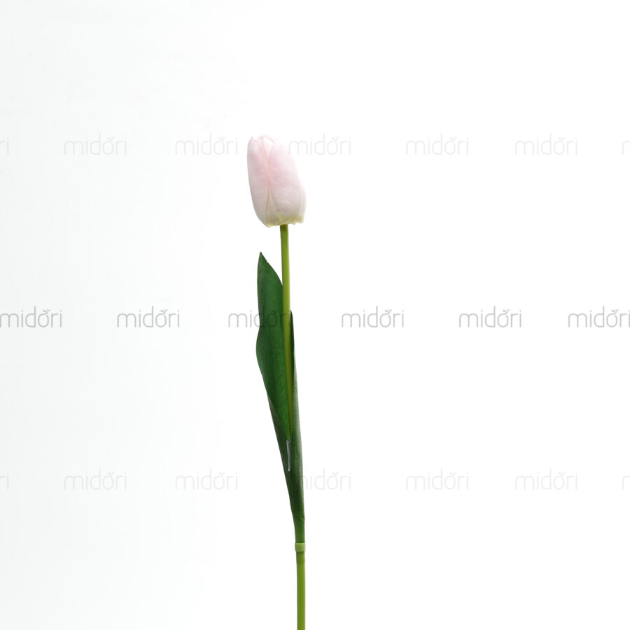 Tulip 1 bông Xin - Hình ảnh 7