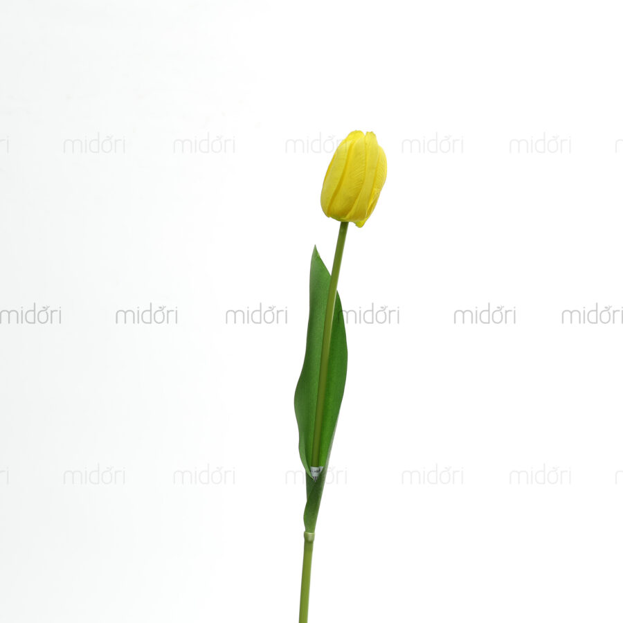 Tulip 1 bông Xin - Hình ảnh 8