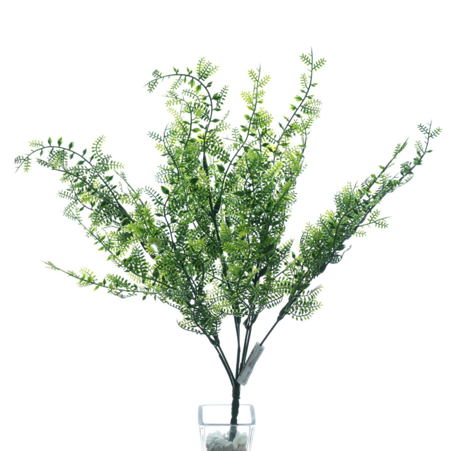 B.Dương xỉ nhuyễn - MA