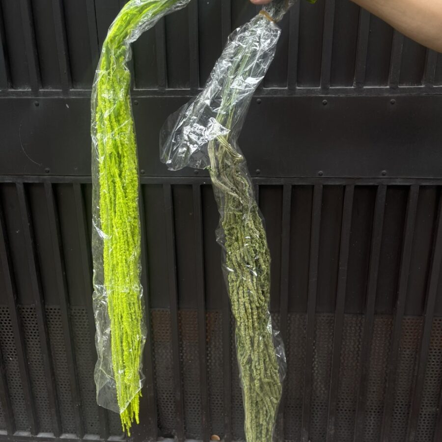 Dền rũ tươi sấy khô