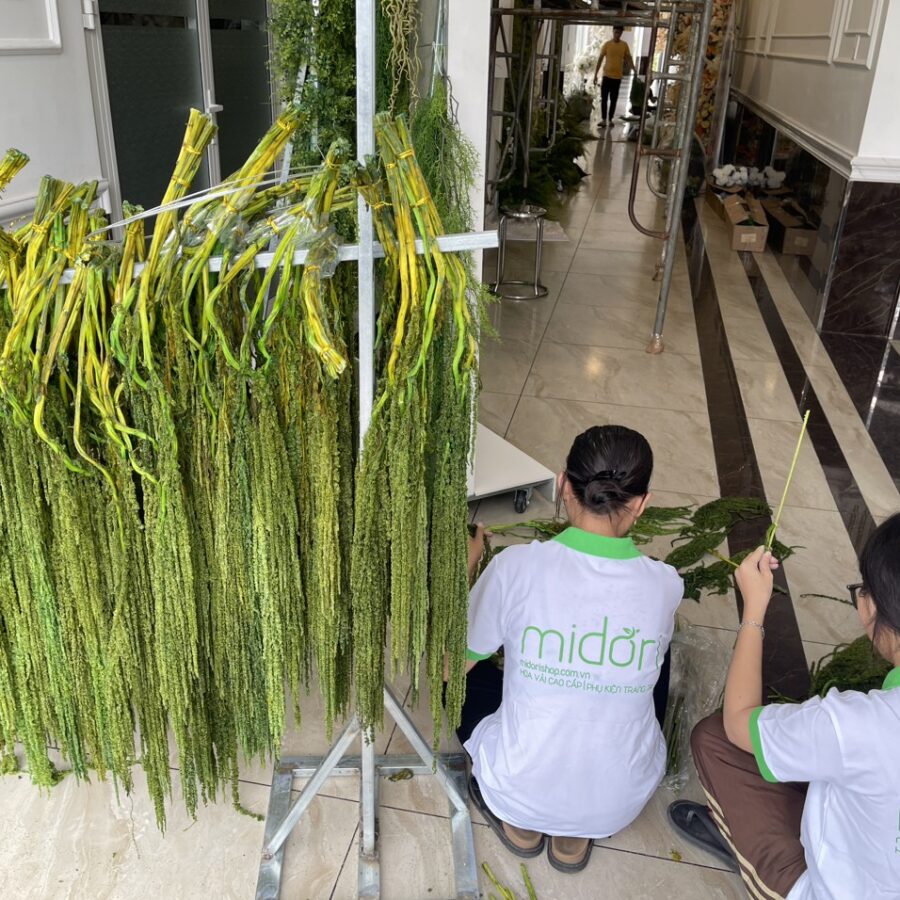 Dền rũ tươi sấy khô