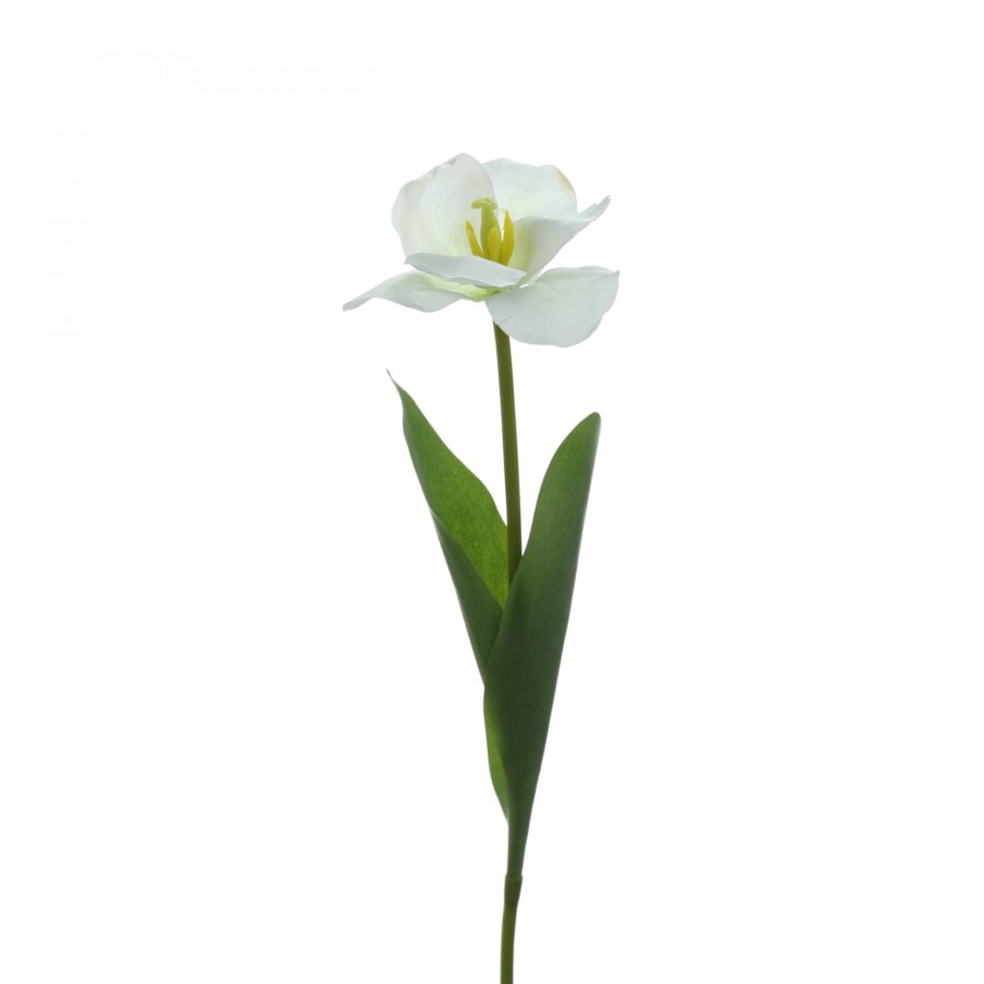 C. Tulip nỡ - XIN - Hình ảnh 2