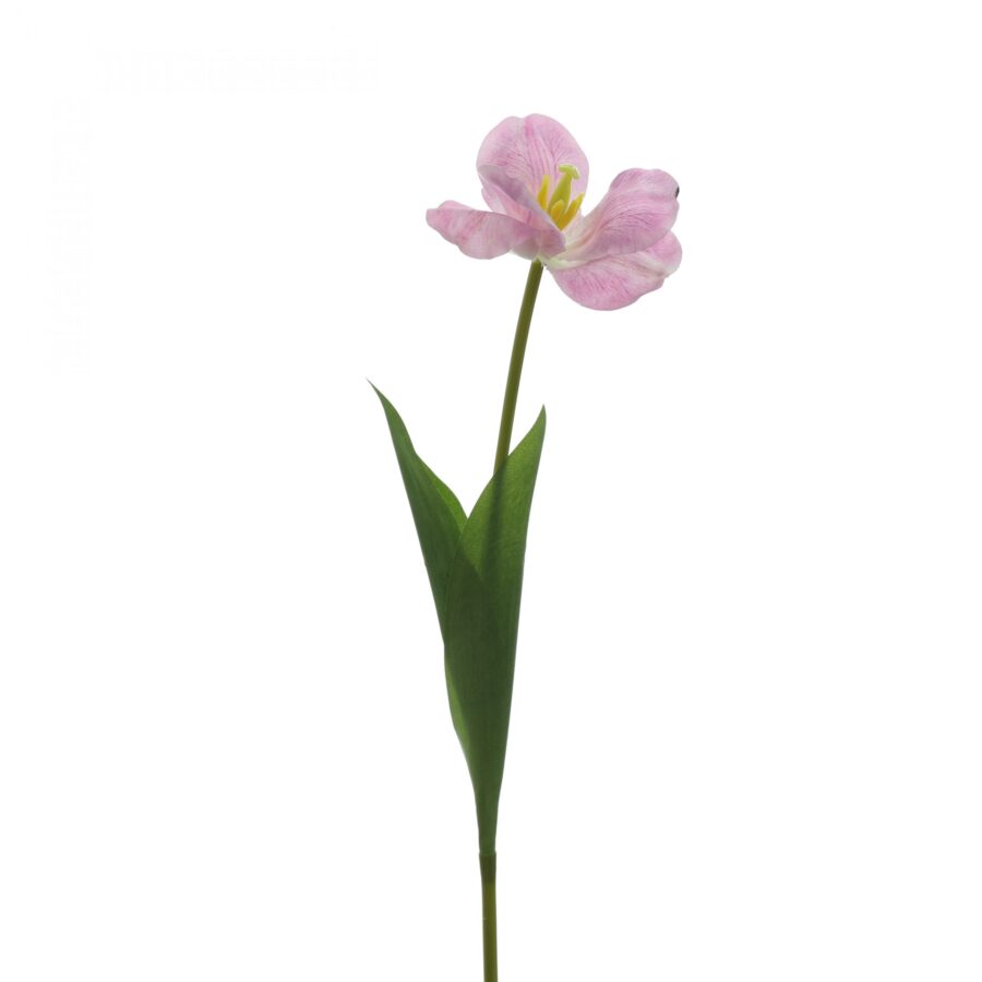 C. Tulip nỡ - XIN - Hình ảnh 3