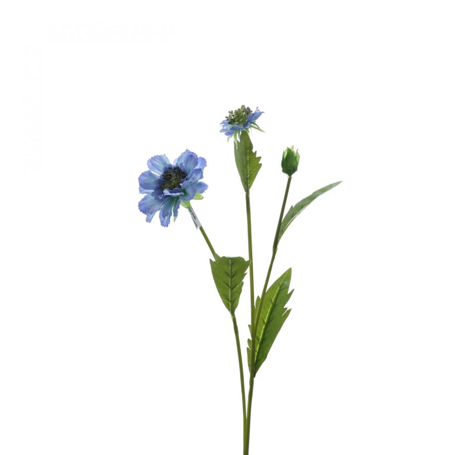 C. Scabiosa - XIN - Hình ảnh 2