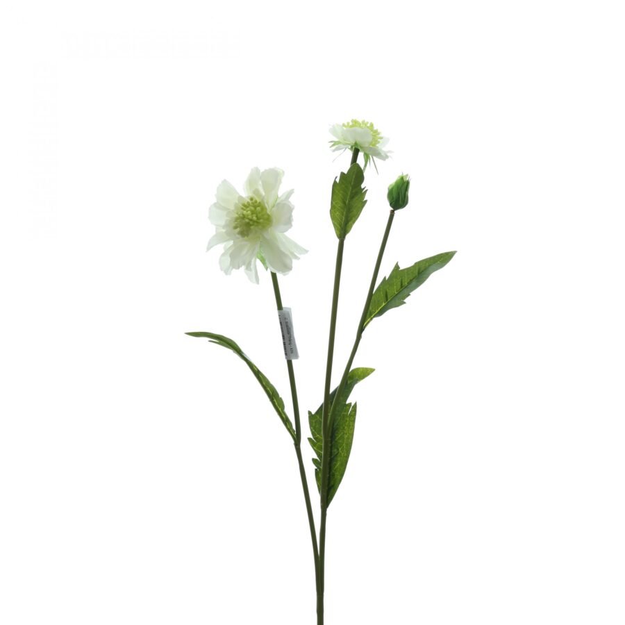 C. Scabiosa - XIN - Hình ảnh 3