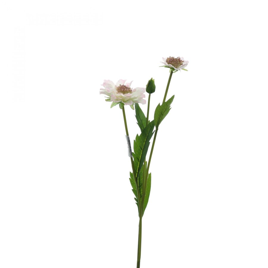 C. Scabiosa - XIN - Hình ảnh 4