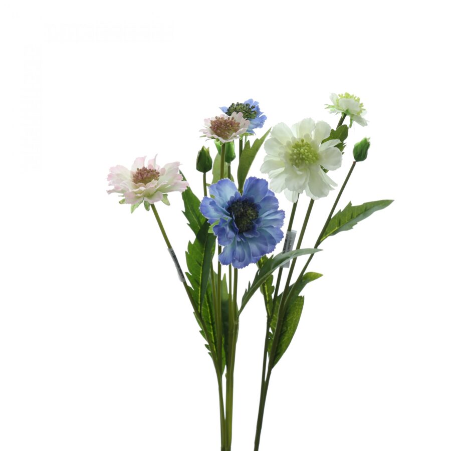 C. Scabiosa - XIN