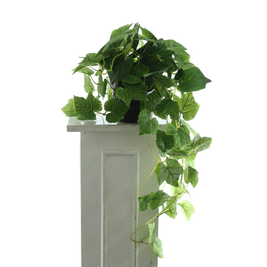 Chậu cây lá nho - XIN