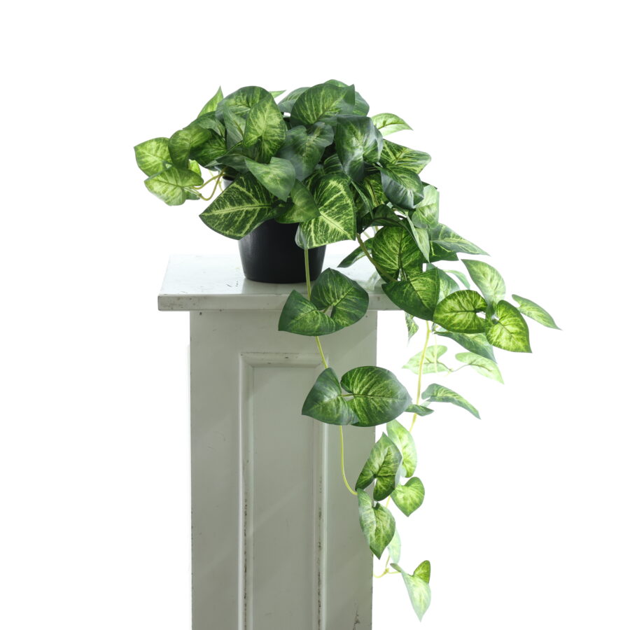 Chậu cây lá môn - XIN