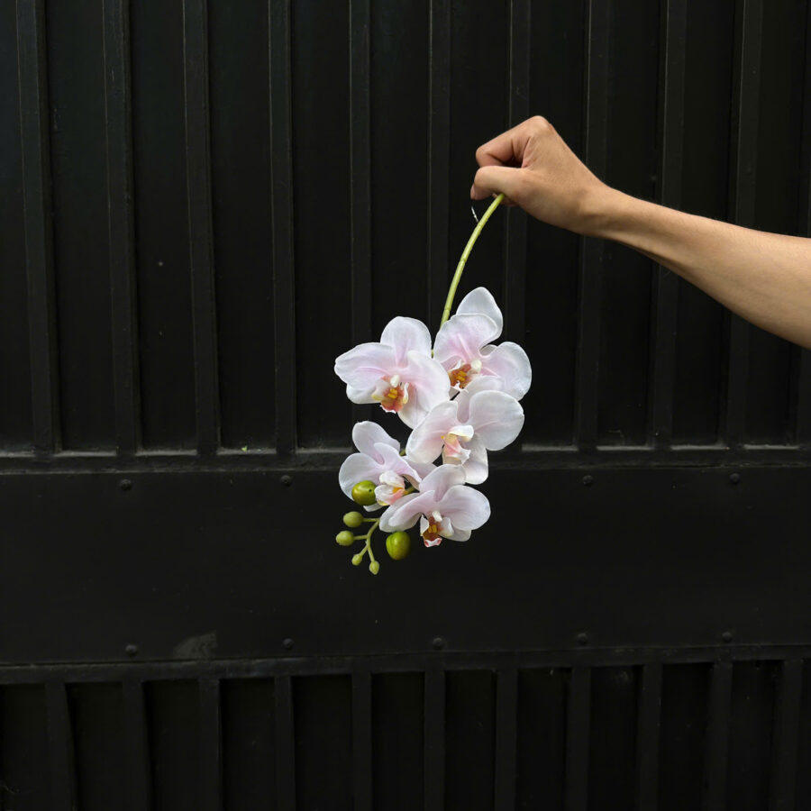 C. Lan hồ điệp 5b - XIN