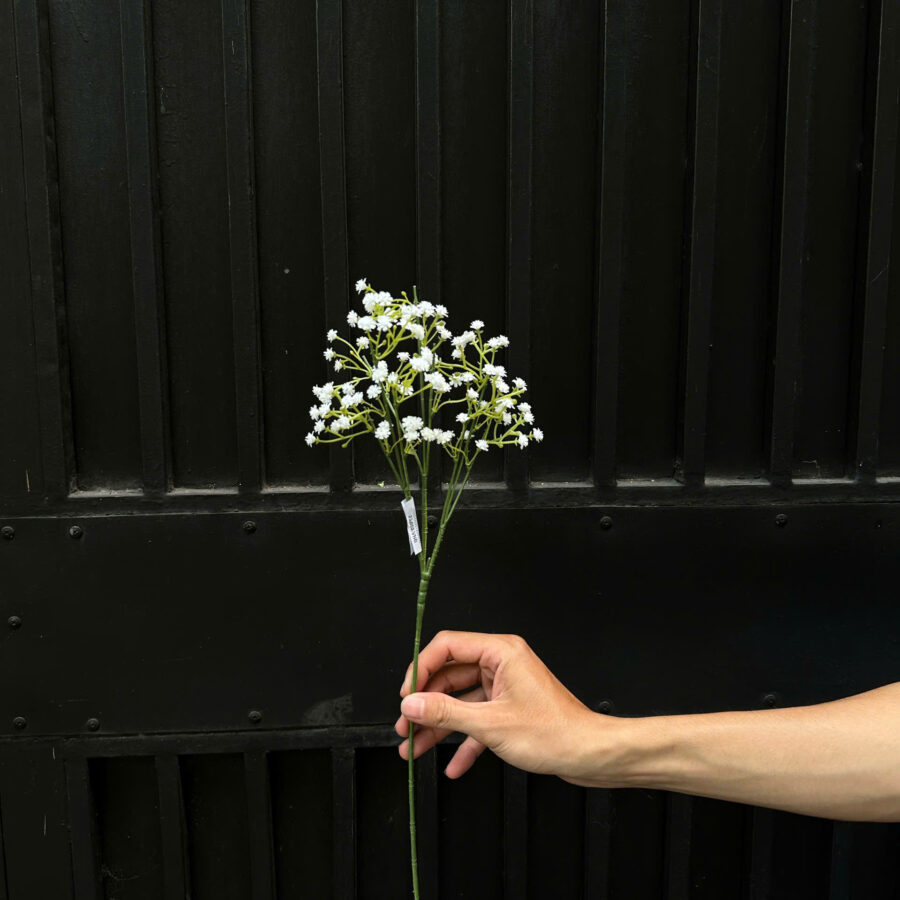 C. Bibi cành cao - XIN