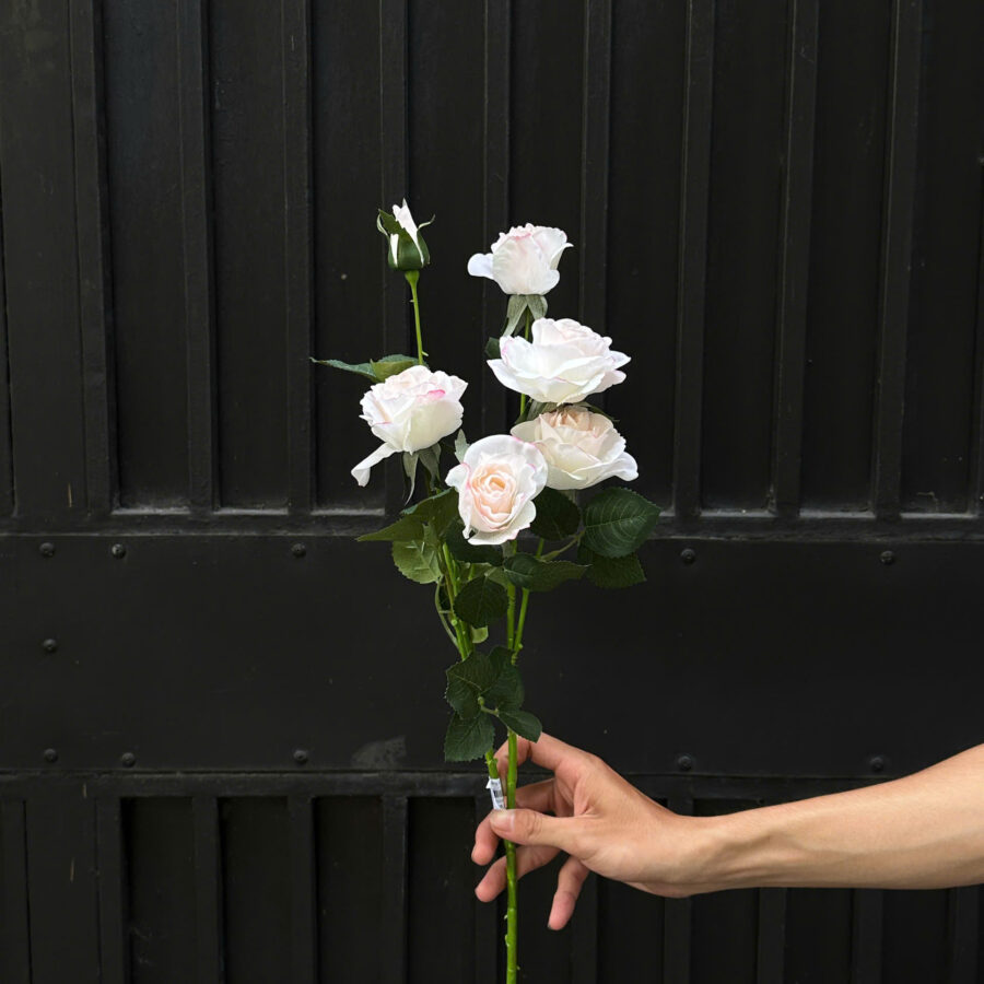 C. Hồng tỉ muội - XIN