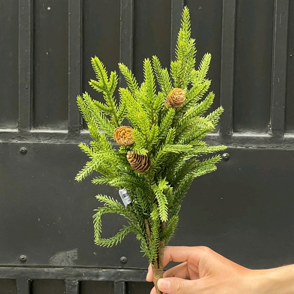 B. Thông có trái - XIN