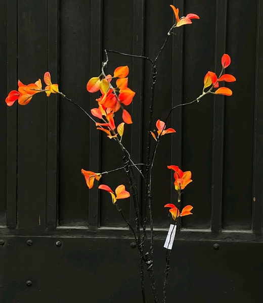 C. Dẻo có lá - Cam - XIN