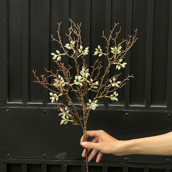 C. Nụ hoa mộc lan - XIN