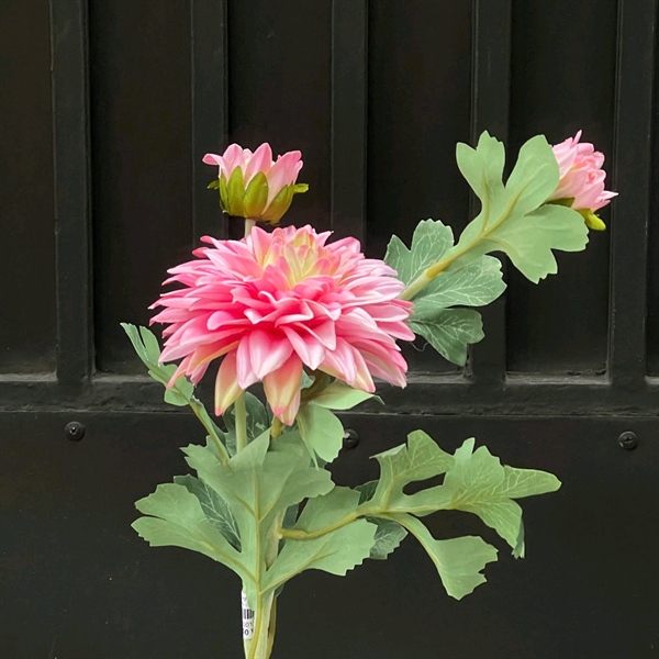 C. Thược dược tươi - XIN