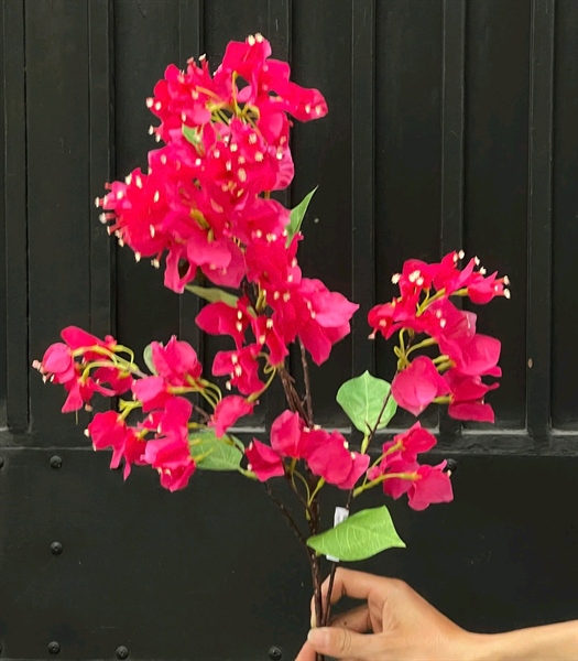 C. Hoa giấy - Hồng - XIN