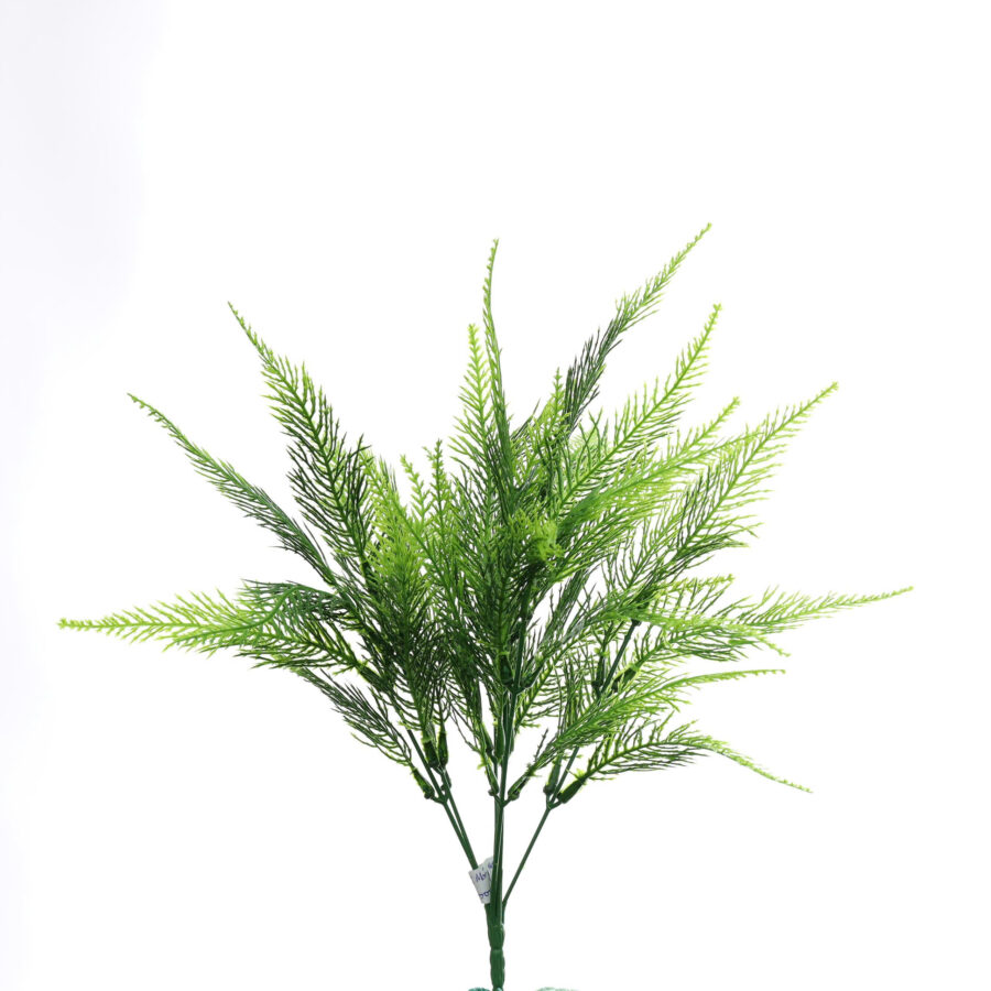 B.Dương xỉ mỏng - MA