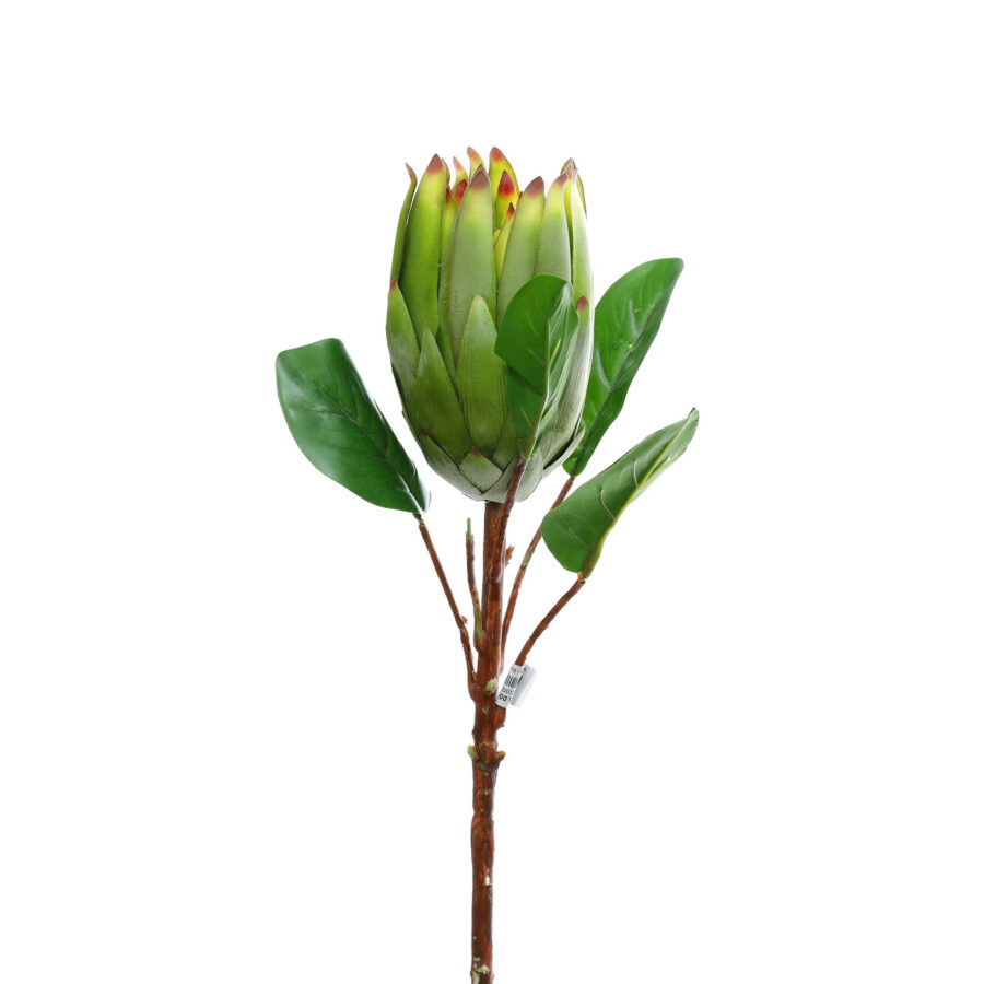 C.Atiso đường - MA