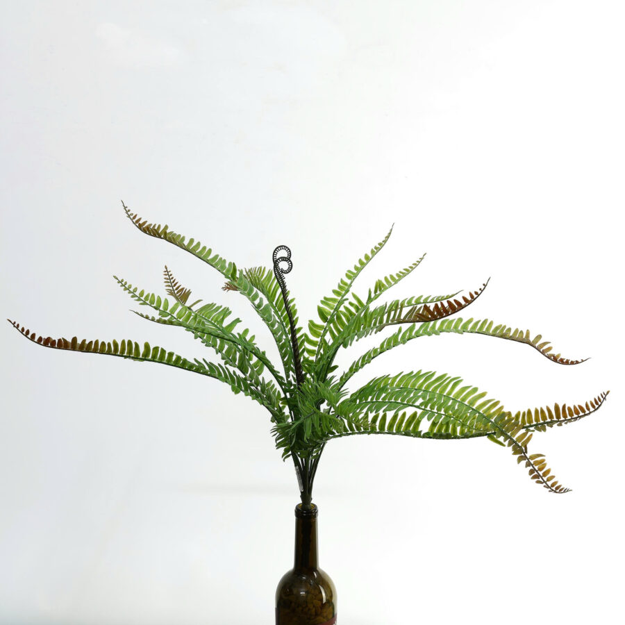 Dương xỉ rũ - MA