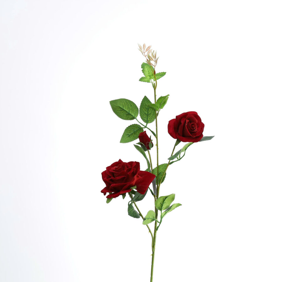 C. hồng nhung 2b nhỏ - MA