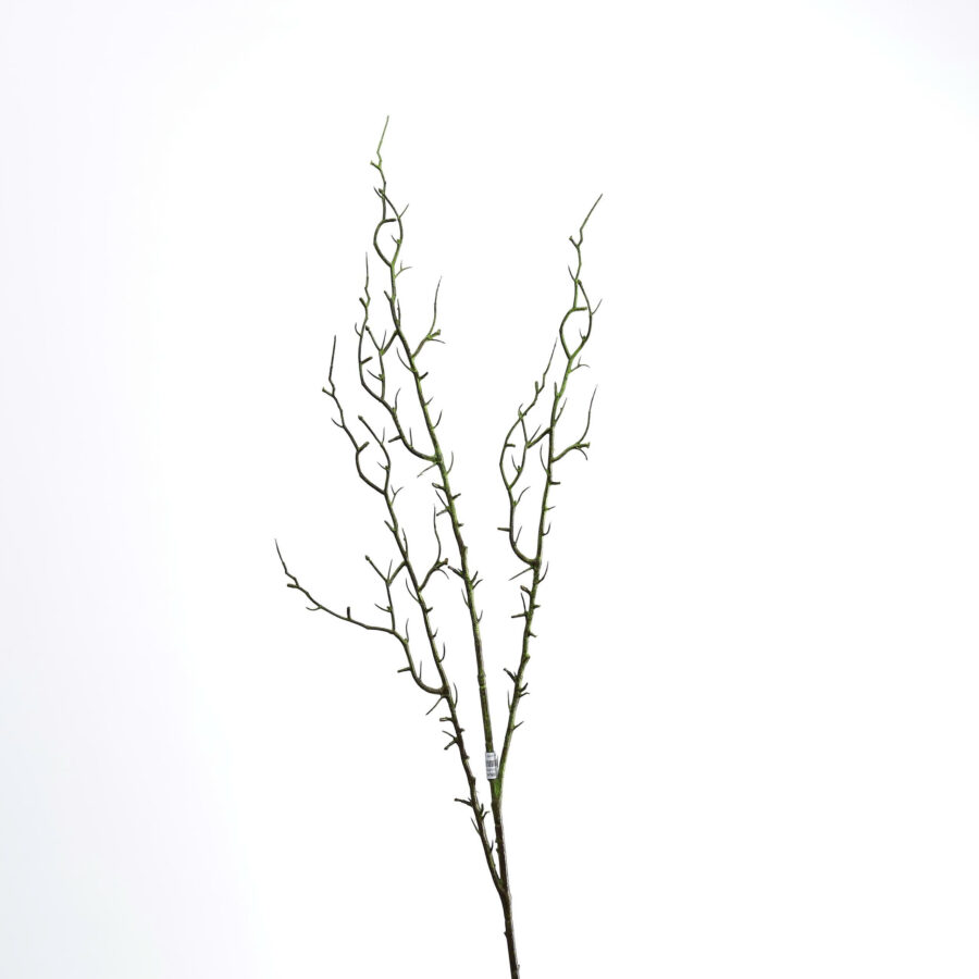 C. cây khô gai - MA