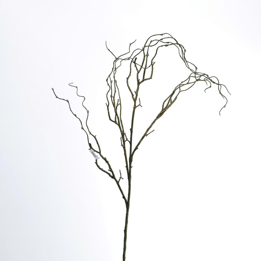 C. cây khô râu - MA