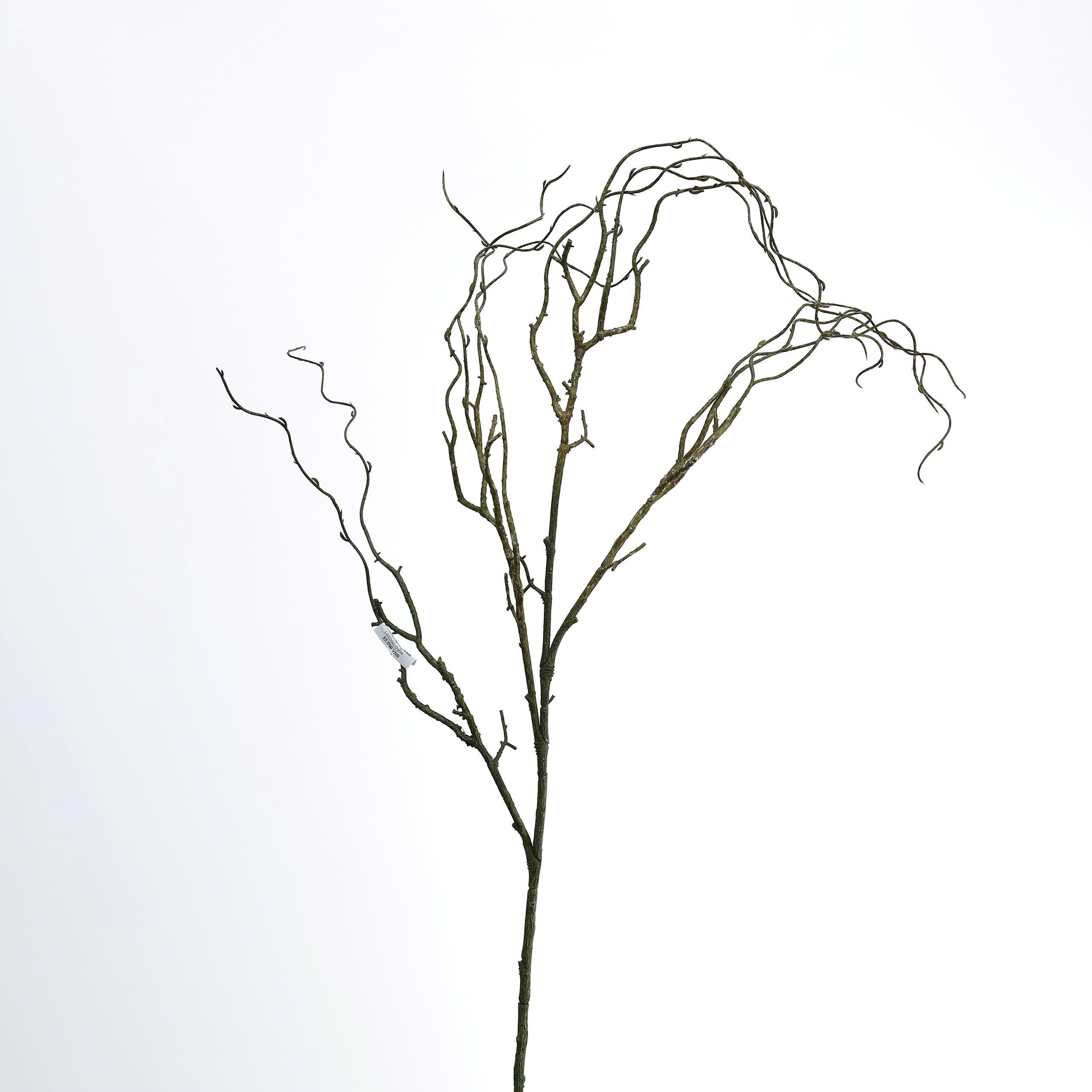 C. cây khô râu - MA