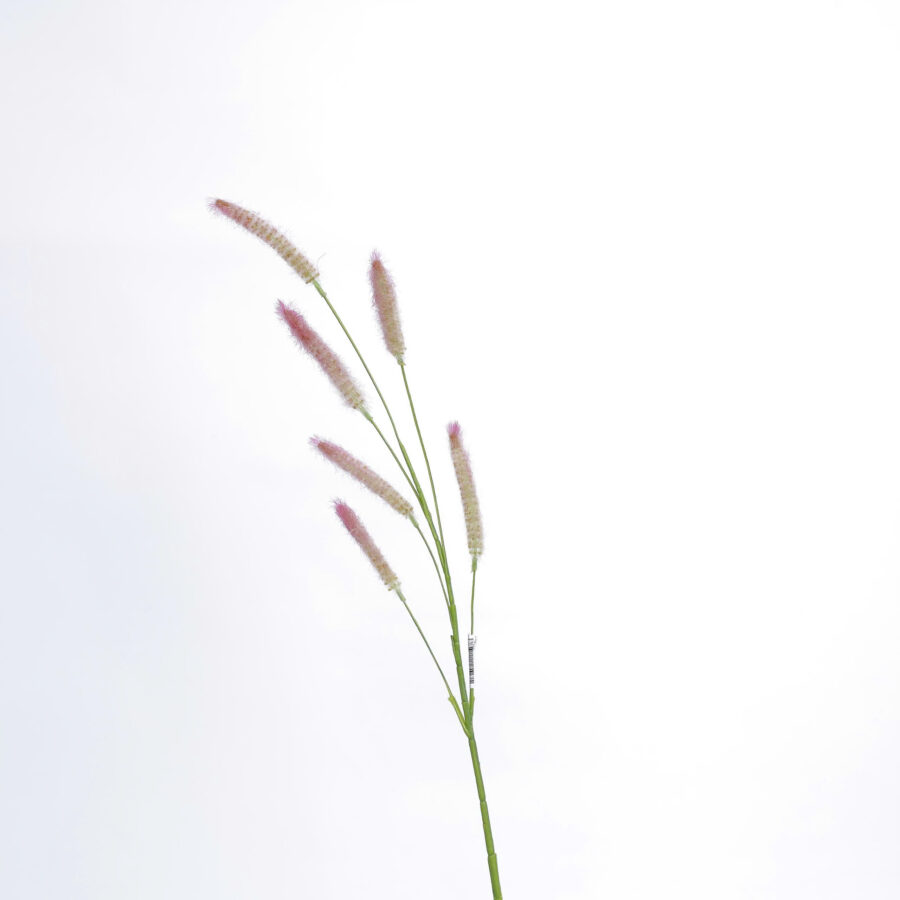 C.Cỏ chồn cao - MA