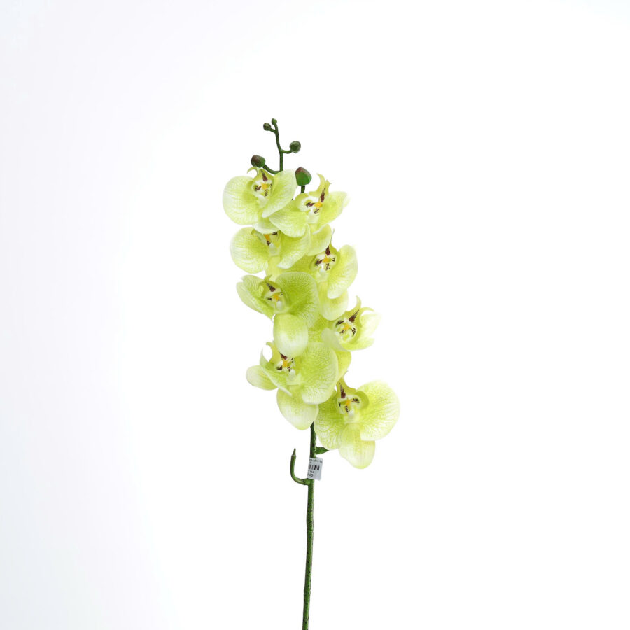 Lan hồ điệp 9B - MA