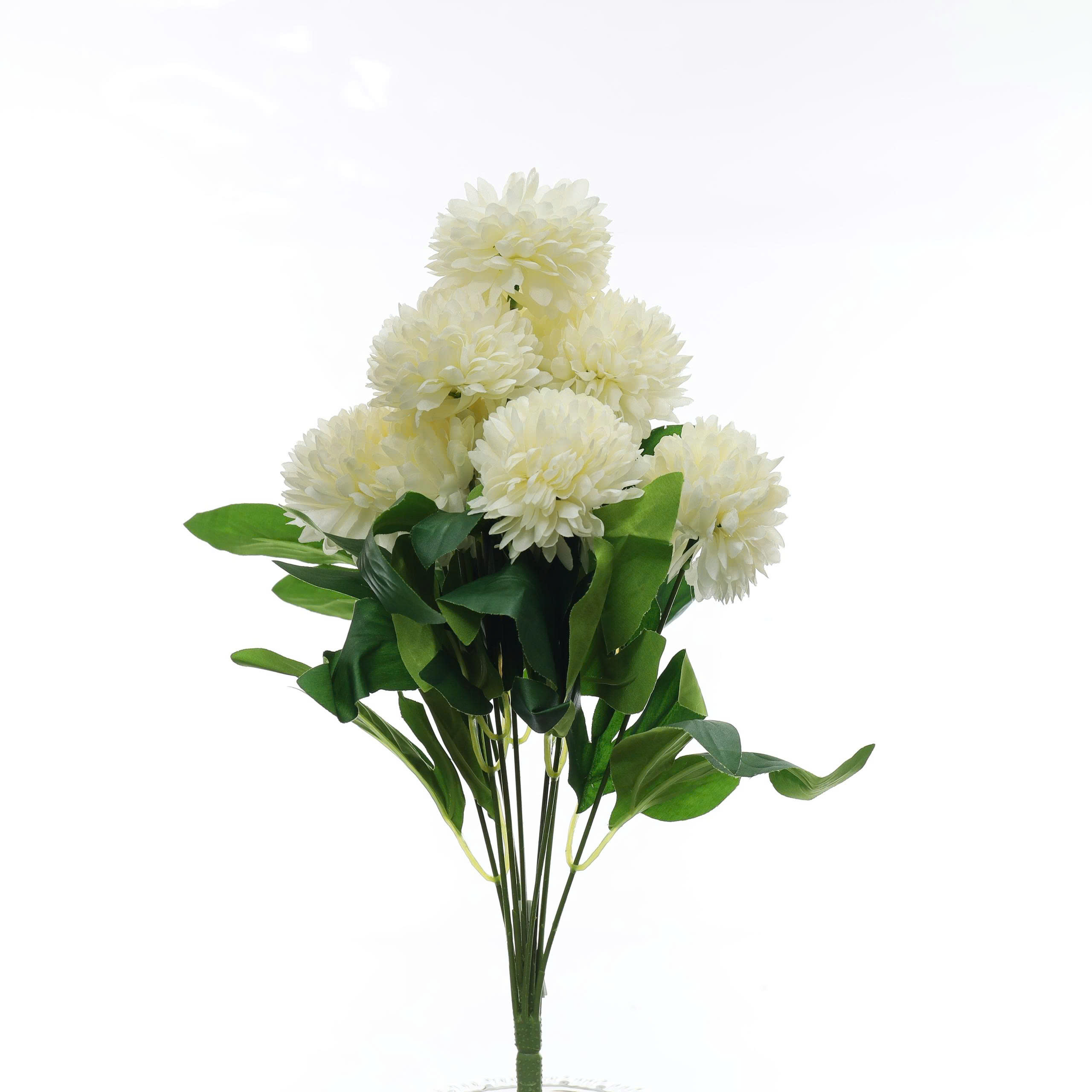 Cúc binh boong - MA