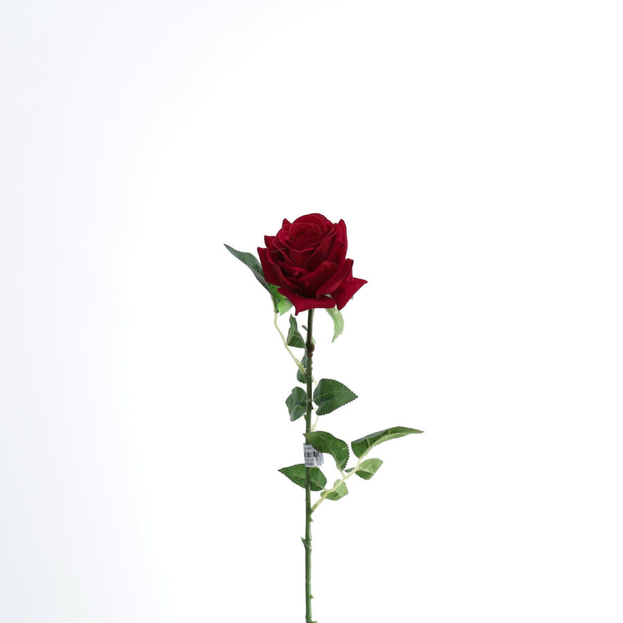 C. hồng nhung 1b lớn - MA