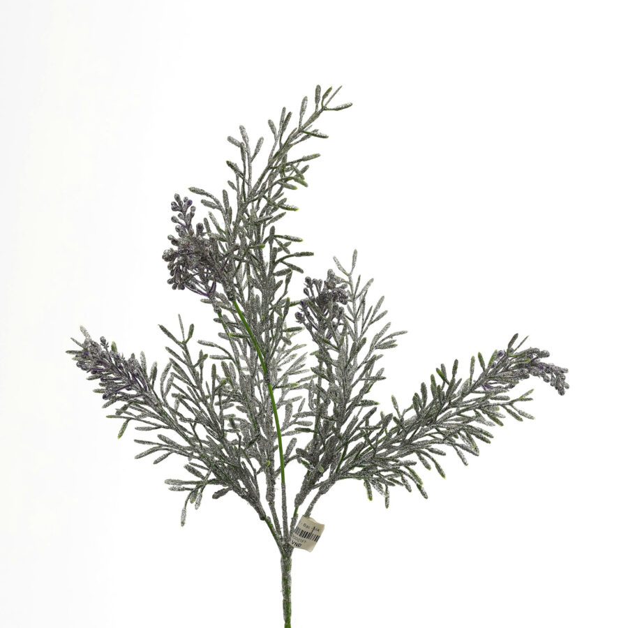 Bụi kim tuyến - MA