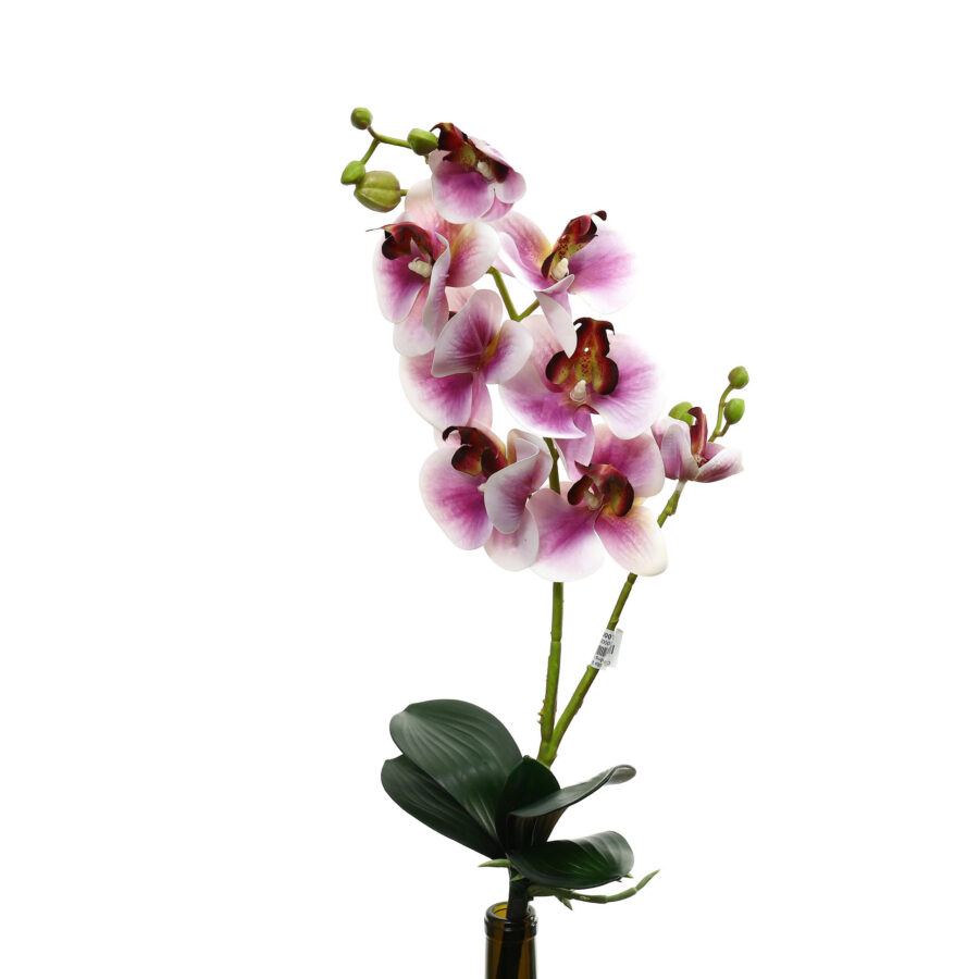 C.Lan hồ điệp 2n có lá - MA