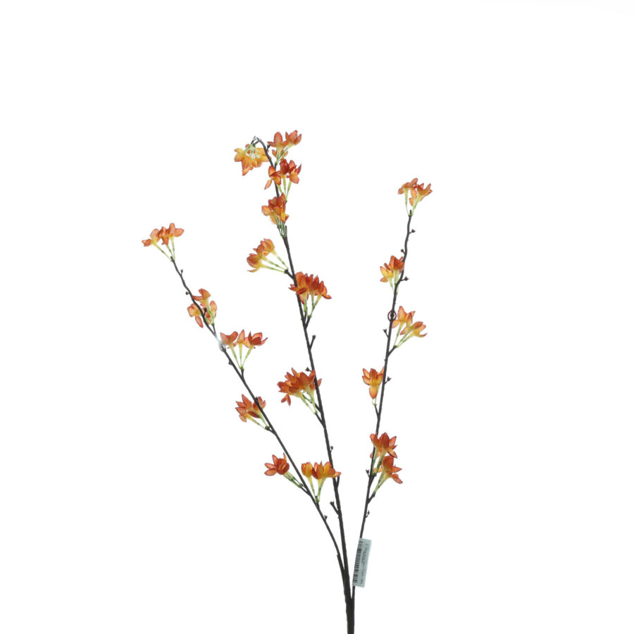 C. Hoa thủy tiên - MA