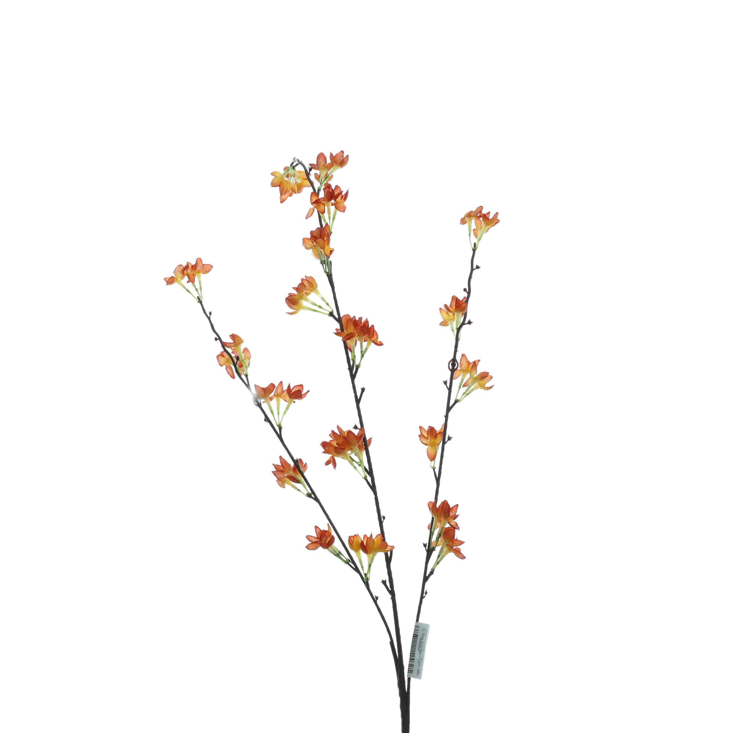 C. Hoa thủy tiên - MA