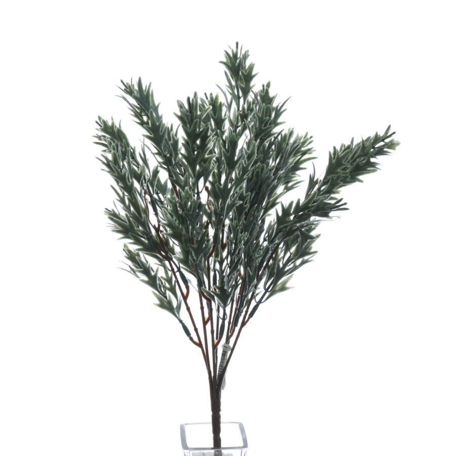 B. Sừng hươu - MA