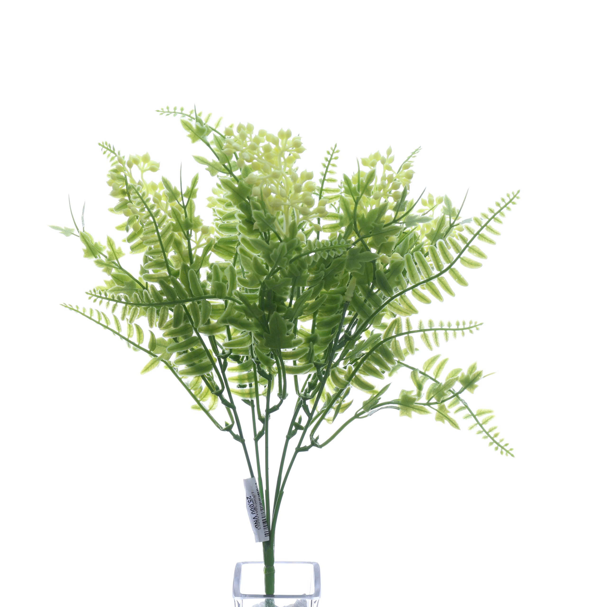 B. Hạt dương xỉ - MA